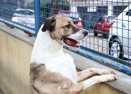 adocao-e-abandono-de-animais-domesticos-aumentam-durante-a-pandemia-correio-nogueirense