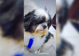 familia-procura-cachorro-que-sumiu-de-casa-em-artur-nogueira-correio-nogueirense