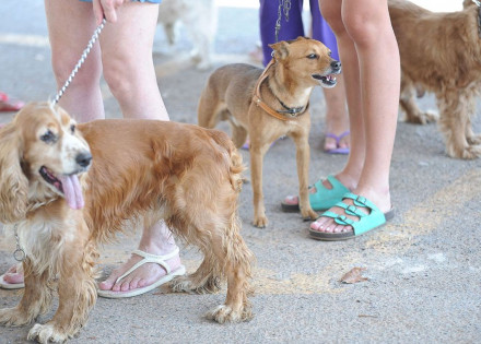 pesquisa-investiga-transmissao-de-covid-19-entre-homens-e-animais-correio-nogueirense