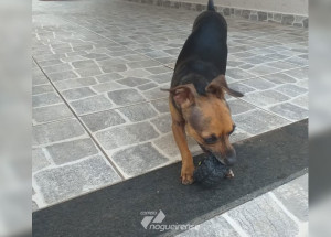 dona-procura-por-cao-da-raca-pinscher-que-desapareceu-em-artur-nogueira-correio-nogueirense