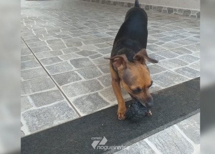 dona-procura-por-cao-da-raca-pinscher-que-desapareceu-em-artur-nogueira-correio-nogueirense