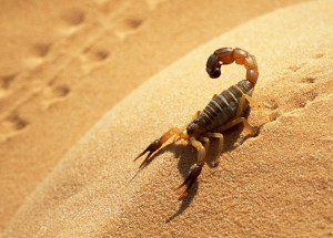 fapesp-estudo-investiga-bloqueio-da-inflamacao-induzida-por-peconha-de-escorpiao-correio-nogueirense