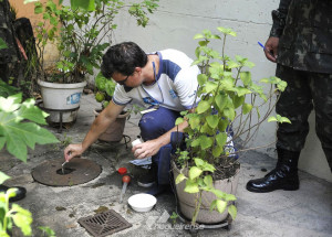 hoje-e-o-dia-nacional-de-combate-ao-mosquito-aedes-aegypti-correio-nogueirense