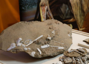 cientistas-esclarecem-origem-dos-pterossauros-correio-nogueirense