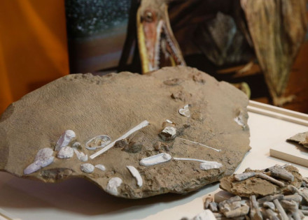 cientistas-esclarecem-origem-dos-pterossauros-correio-nogueirense