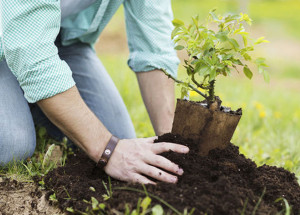 artur-nogueira-tera-memorial-em-prol-das-vitimas-da-covid-19-correio-nogueirense