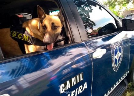policia-municipal-implantara-canil-em-artur-nogueira-correio-nogueirense