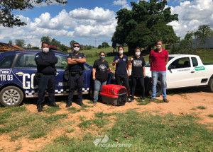 cachorra-em-situacao-de-maus-tratos-e-resgatada-em-artur-nogueira-correio-nogueirense