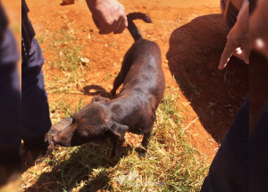 cachorro-e-resgatado-em-artur-nogueira-apos-ficar-preso-em-rede-de-esgoto-veja-video-correio-nogueirense