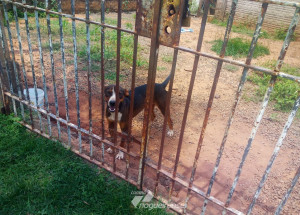cachorro-em-situacao-de-maus-tratos-e-resgatado-em-artur-nogueira-correio-nogueirense