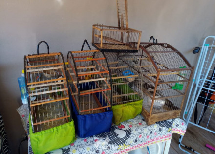 denuncia-em-artur-nogueira-leva-policia-a-casa-de-homem-que-mantinha-passaros-silvestres-em-cativeiro-correio-nogueirense-capa