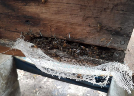 prefeitura-de-artur-nogueira-alerta-para-uso-indiscriminado-de-inseticidas-correio-nogueirense-capa