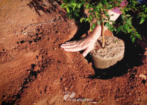 prefeitura-de-artur-nogueira-plantara-365-arvores-por-ano-correio-nogueirense