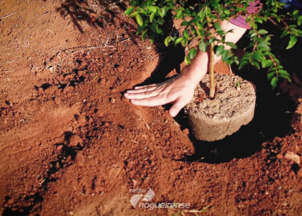 prefeitura-de-artur-nogueira-plantara-365-arvores-por-ano-correio-nogueirense