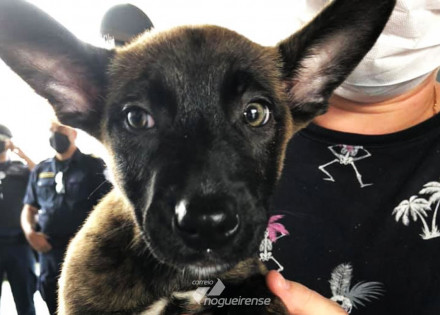 prefeitura-de-artur-nogueira-lanca-caocurso-para-escolher-nome-de-cao-do-canil-da-gm-correio-nogueirense-capa