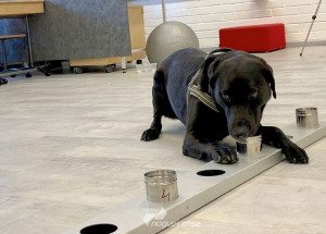 russia-registra-primeira-vacina-do-mundo-para-animais-contra-covid-19-correio-nogueirense