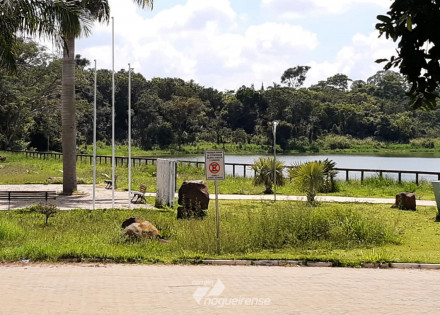 vereador-solicita-limpeza-e-manutencao-do-balneario-municipal-de-artur-nogueira-correio-nogueirense