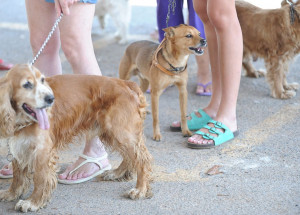 agencia_brasil150912pzb_9156