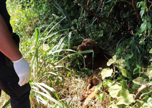 cachorro-abandonado-em-vicinal-e-resgatado-pela-policia-municipal-em-artur-nogueira-correio-nogueirense-capa