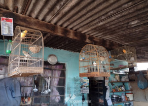 cerca-de-30-passaros-criados-de-forma-irregular-sao-apreendidos-em-artur-nogueira-correio-nogueirense-capa