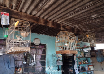 cerca-de-30-passaros-criados-de-forma-irregular-sao-apreendidos-em-artur-nogueira-correio-nogueirense-capa