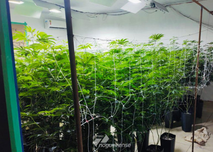 guarda-municipal-de-artur-nogueira-localiza-laboratorio-de-drogas-e-apreende-143-pes-de-maconha-correio-nogueirense