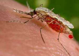 malaria-casos-no-brasil-estao-em-queda-afirma-infectologista-correio-noguirense