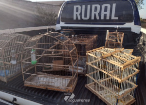 passaros-sao-apreendidos-no-bairro-jardim-palmeiras-em-artur-nogueira-correio-nogueirense-capa