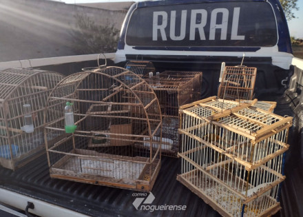 passaros-sao-apreendidos-no-bairro-jardim-palmeiras-em-artur-nogueira-correio-nogueirense-capa