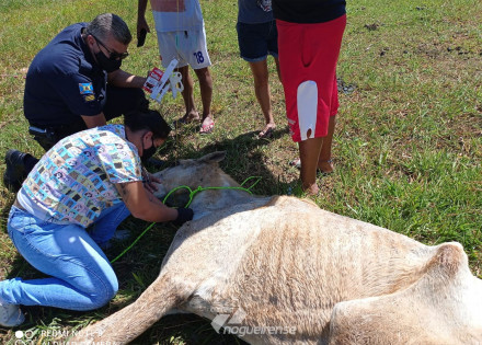 policia-municipal-ambiental-resgata-cavalo-vitima-de-maus-tratos-em-artur-nogueira-correio-nogueirense-capa
