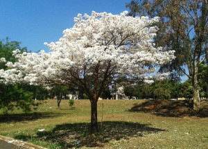 prefeitura-de-artur-nogueira-cria-praca-panc-que-envolve-criancas-e-moradores-em-plantio-comunitario-correio-nogueirense-capa