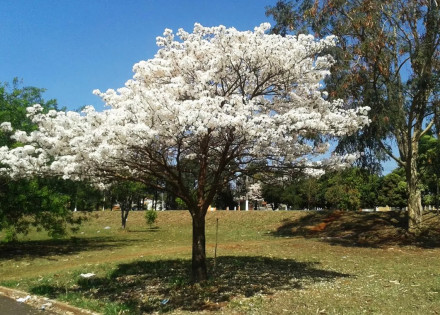 prefeitura-de-artur-nogueira-cria-praca-panc-que-envolve-criancas-e-moradores-em-plantio-comunitario-correio-nogueirense-capa