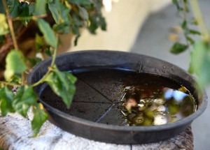 thumbnail_istockphoto-1216429917-612x612