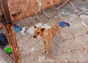 dono-se-muda-e-deixa-cao-preso-em-quintal-no-bairro-sao-miguel-em-artur-nogueira-correio-nogueirense