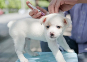 mutirao-para-vacinar-caes-e-gatos-contra-raiva-acontece-neste-domingo-em-artur-nogueira-correio-nogueirense