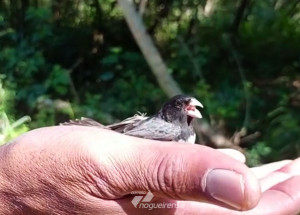 passaros-silvestres-em-situacao-irregular-sao-resgatados-em-artur-nogueira-correio-nogueirense