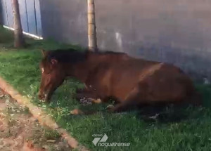 policia-ambiental-municipal-resgata-cavalo-vitima-de-maus-tratos-em-artur-nogueira-correio-nogueirense