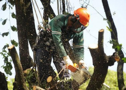 prefeitura-e-elektro-realizam-acao-conjunta-de-podas-de-arvores-em-artur-nogueira-correio-nogueirense-capa