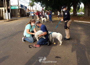 secretaria-de-saude-vacina-150-caes-e-gatos-contra-raiva-em-artur-nogueira-correio-nogueirense-capa