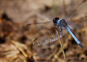 nova espécie de libélula em São Carlos
