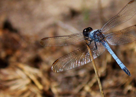 nova espécie de libélula em São Carlos