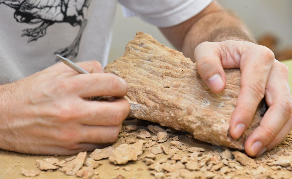 956946-fossil _0207