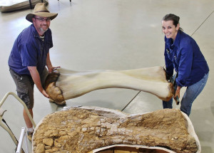 dinossauro-descoberto-na-australia-e-identificado-como-nova-especie-correio-nogueirense