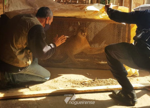 guarda-municipal-resgata-onca-parda-em-artur-nogueira-correio-nogueirense