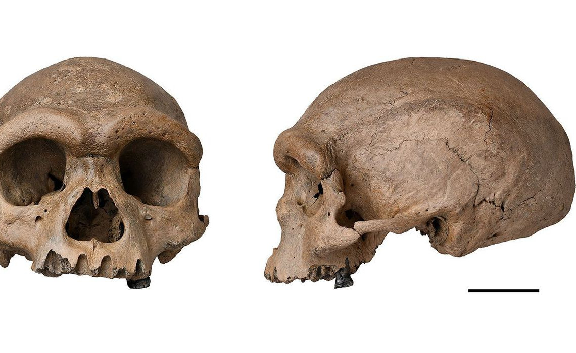 hominin_skull-1280x720