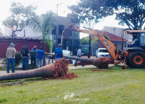 moradores-apoiam-projeto-de-arborizacao-da-prefeitura-de-artur-nogueira-correio-nogueirense