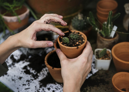 prefeitura-promove-curso-gratuito-de-jardinagem-em-artur-nogueira-correio-nogueirense-capa