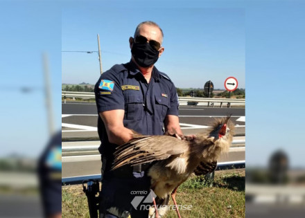 siriema-e-resgatada-por-policiais-municipais-em-artur-nogueira-correio-nogueirense