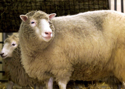 2002-01-04t120000z_415831564_pbeahukvfda_rtrmadp_3_dolly_0