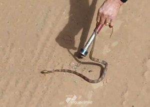 agentes-sao-chamados-para-recolher-uma-jararaca-dentro-de-veiculo-em-artur-nogueira-correio-nogueirense